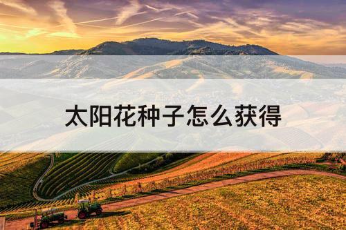 太阳花种子怎么获得